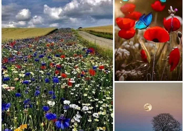 N¨°1 Schongauer De Charme Centre Touristique